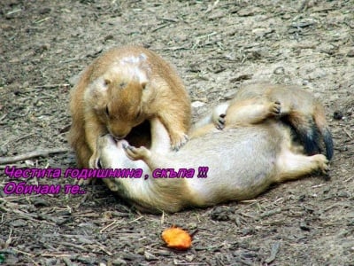 Горчиво! Горчиво! Горчиво!