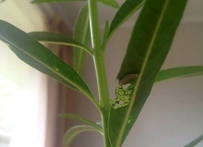 Магическата трансформация на един необичаен домашен любимец (снимки)