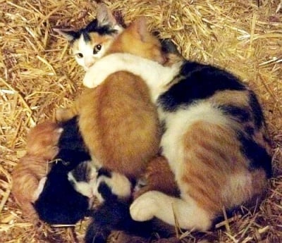 Майчина любов