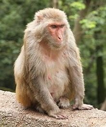 Хванаха мистериозна маймуна във Флорида