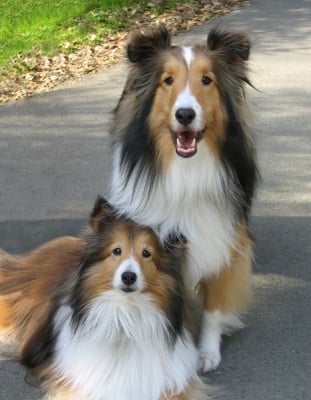 Мъжко и женско куче като семейство