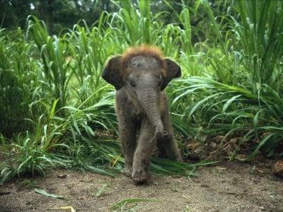 Малък Азиатски слон