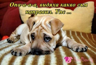 Малчо-калпазанчо