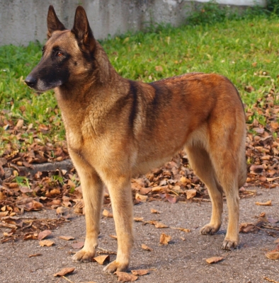 Малиноа - белгийска овчарка