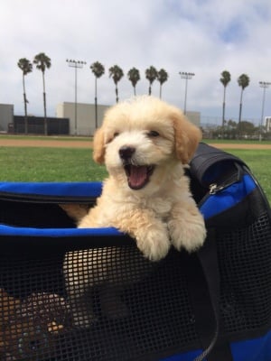 Малка булонка