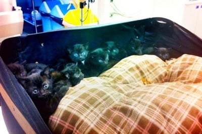 Жена спаси 15 малки котенца изоставени в куфар