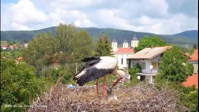 Популярната интернет двойка щъркели Снежи и Ростислав отглеждат 4 малки в село Ярлово