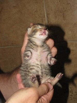 Малко котенце с отрязани предни лапички