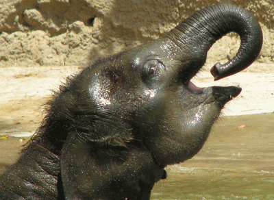 Малко слонче пие вода