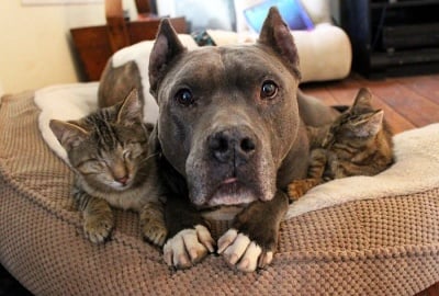 Малтретирани питбули сега се грижат с любов за 3 слепи котенца