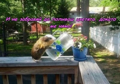 Малък градинар