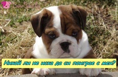 Малък сърдитко