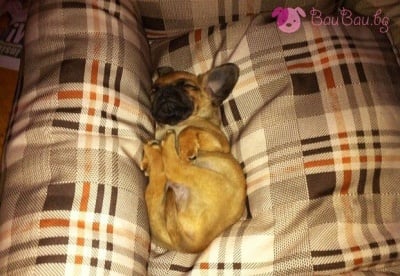 Малък сладък сънчо