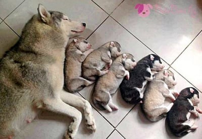 Мама каза "Лека нощ!"