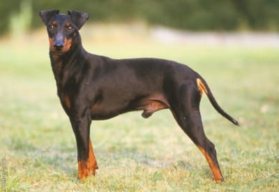 Манчестърски териер