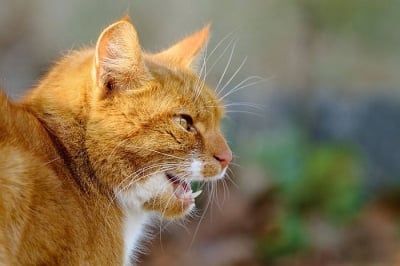 Мяукане на котка