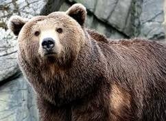 Изгладнели мечки тършуваха за храна в гръцко село