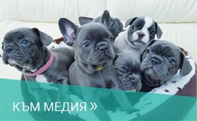 Към обяви / медия