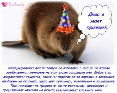 7 април - Международен ден на бобъра