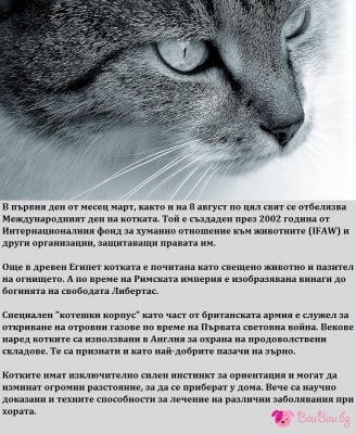 1 март и 8 август - Световен ден на котката