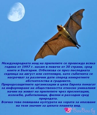 Международна нощ на прилепите 