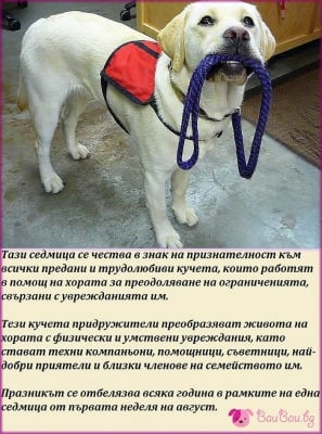 3 - 9 август: Международна седмица на кучетата асистенти