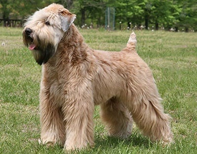 Мекокосмест пшеничен териер