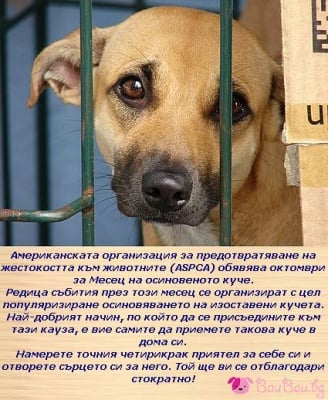 Октомври - Месец на осиновеното куче