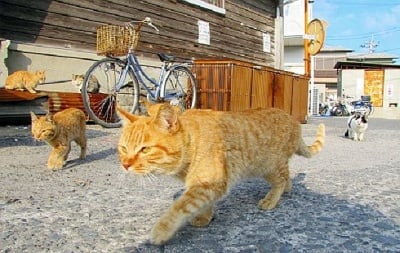 20 невероятни места, на които животните са повече от хората (2 част)