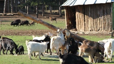 Местят животните от пловдивския зоопарк