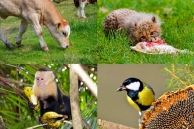 Методи за изучаване на физиологичние процеси