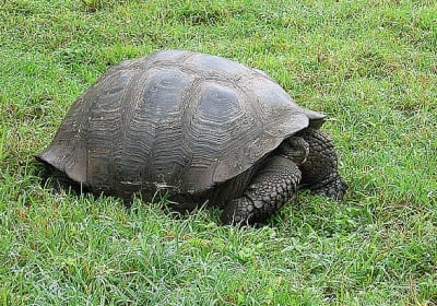 Слонските костенурки в Галапагос също мигрират