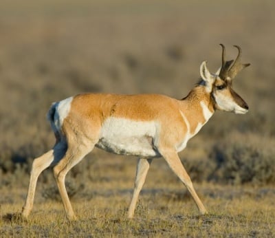 Трудната миграция на вилорогата антилопа