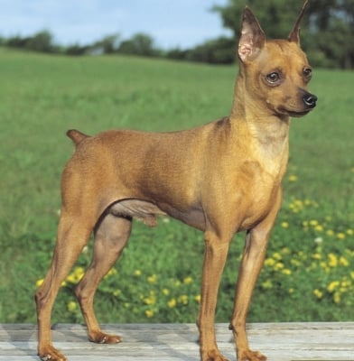 Мини Пинчер (Пинчер Джудже)