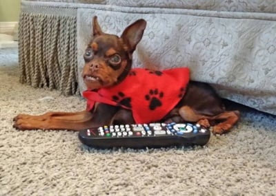 Мини пинчерът Уплтър с дистанционно