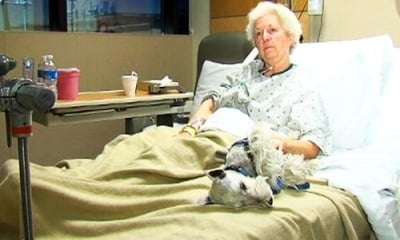 Миниатюрен шнауцер спасява стопанката си след тежко падане