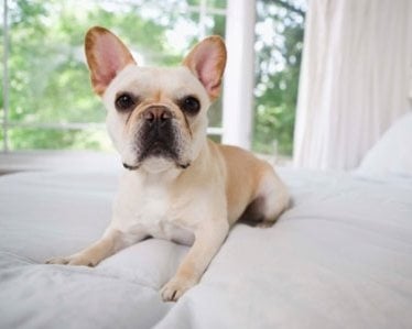 Миокардит при кучето