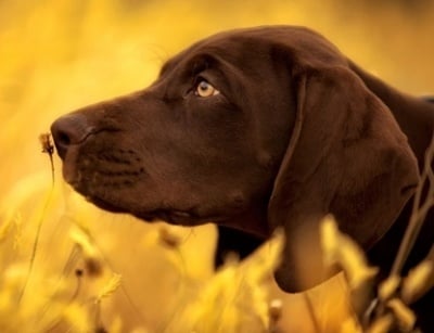 Миокардоза при кучето