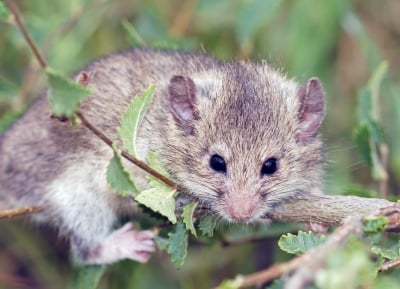 След 40 години е открит един от най - тайнствените и редки бозайници у нас