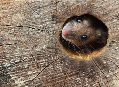 Мишка в дупка