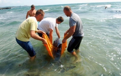 Младежи спасиха живота на заблудило се делфинче в Равда