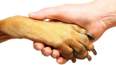 Мобилно приложение, създадено от БЪЛГАРИ, ще помага на животни изпаднали в беда