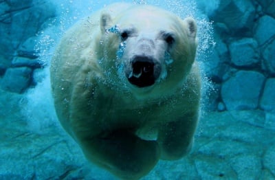 Може ли да плува бялата мечка