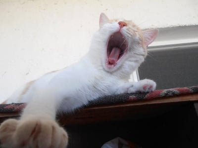 Сладката Моли