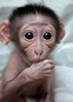 Baby monkey 
