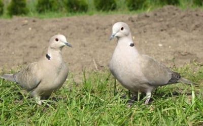 Моногамия при животните - 10 вида, които избират партньора си за ЦЯЛ ЖИВОТ