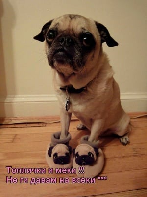 "Харесват ли ви новите ми пантофки?"