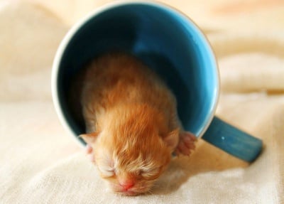 "Още кафе, моля!"