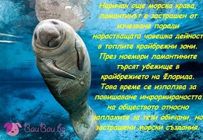 1-30 Ноември - Месец на ламантина