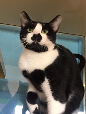 Мъфи със сърце на гърдите